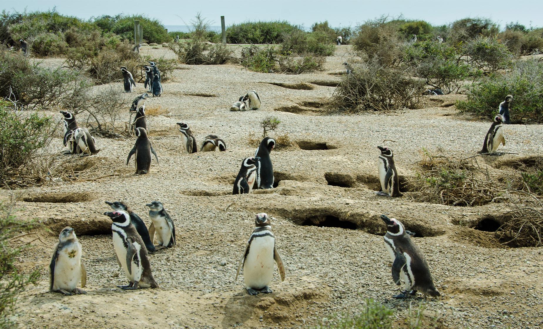 Private Punta Tombo Penguin Rookery - Image 1