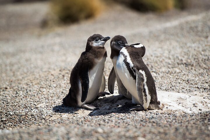 Private Tour Discovering Punta Tombo Penguin Reserve From Puerto Madryn - Image 5