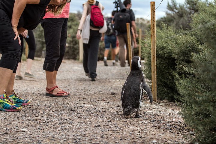 Private Tour Discovering Punta Tombo Penguin Reserve From Puerto Madryn - Image 2