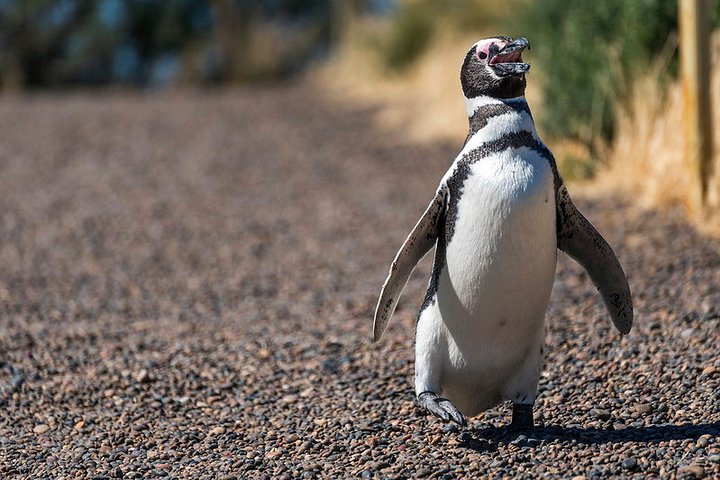Private Tour Discovering Punta Tombo Penguin Reserve From Puerto Madryn - Image 1