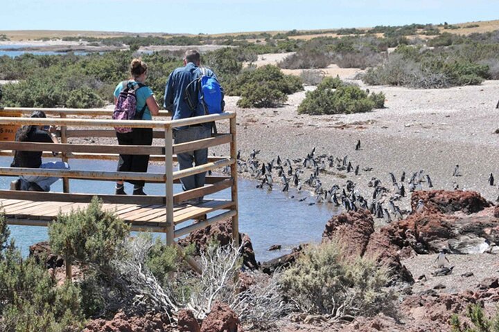 Private Tour for Punta Tombo Cruise Ships - Image 3