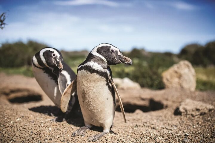 Private Tour for Punta Tombo Cruise Ships - Image 2