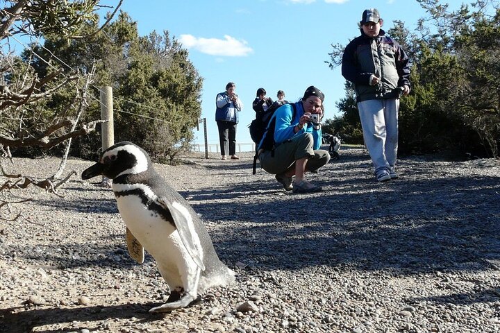 Private Tour for Punta Tombo Cruise Ships - Image 4