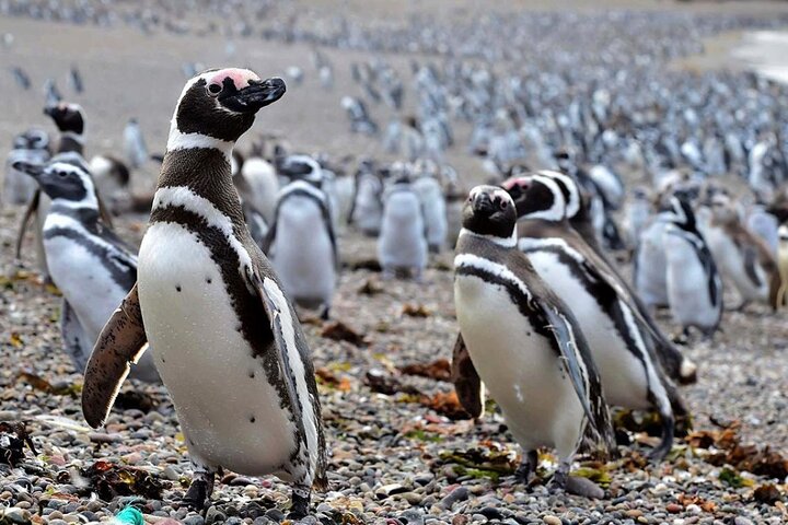 Private Tour for Punta Tombo Cruise Ships - Image 5
