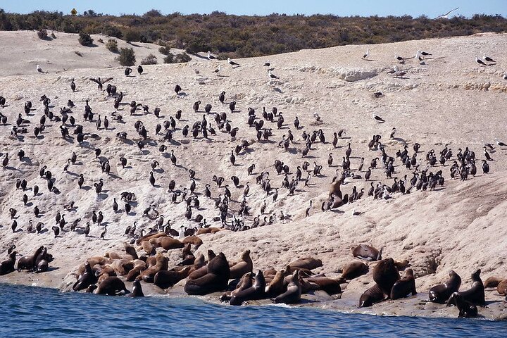 Puerto Madryn Private City Tour Including Punta Loma Sea Lions Reserve - Image 5