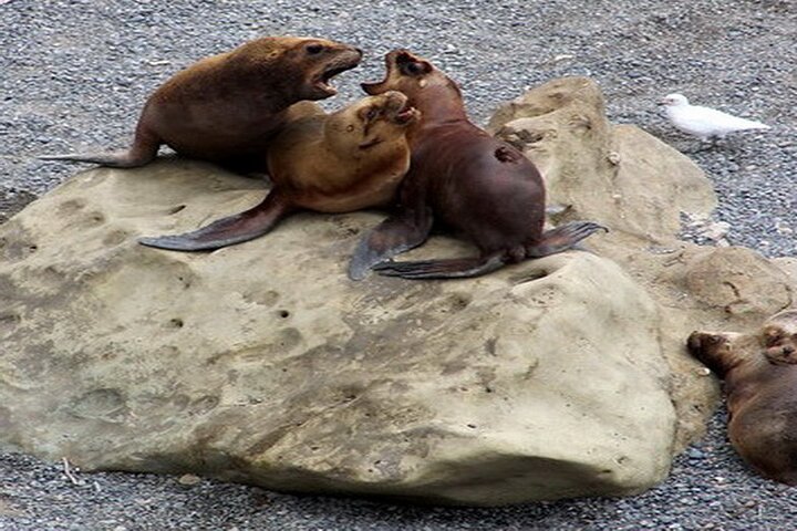 Puerto Madryn Private City Tour Including Punta Loma Sea Lions Reserve - Image 4