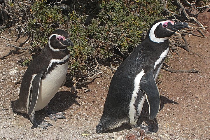 Puerto Madryn Shore Excursion: Private Day Trip to Punta Tombo Penguin Colony - Image 2