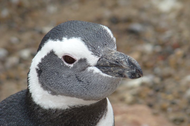 Puerto Madryn Shore Excursion: Private Day Trip to Punta Tombo Penguin Colony - Image 5