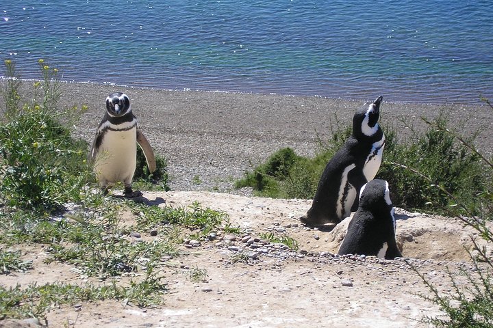 Puerto Madryn Shore Excursion: Private Day Trip to Punta Tombo Penguin Colony - Image 4