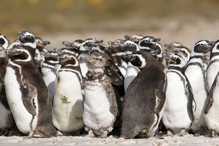 Puerto Madryn Shore Excursion: Private Day Trip to Punta Tombo Penguin Colony - Image 1