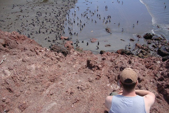 Puerto Madryn Shore Excursion: Private Day Trip to Punta Tombo Penguin Colony - Image 3