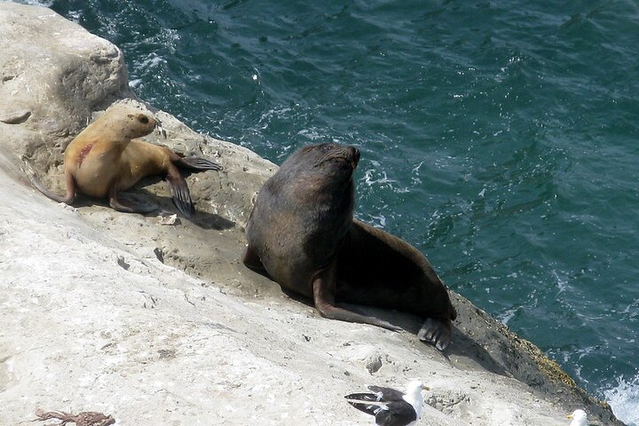 Puerto Piramides Private Tour And Sailing in Peninsula Valdes - Image 5