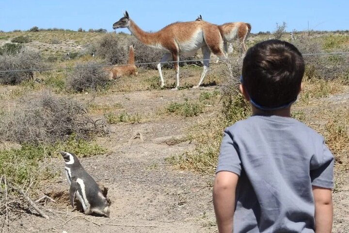 Punta Tombo by Special Bus for Cruise Passengers - Image 2