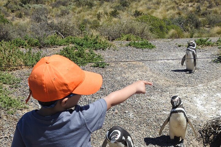Punta Tombo by Special Bus for Cruise Passengers - Image 3