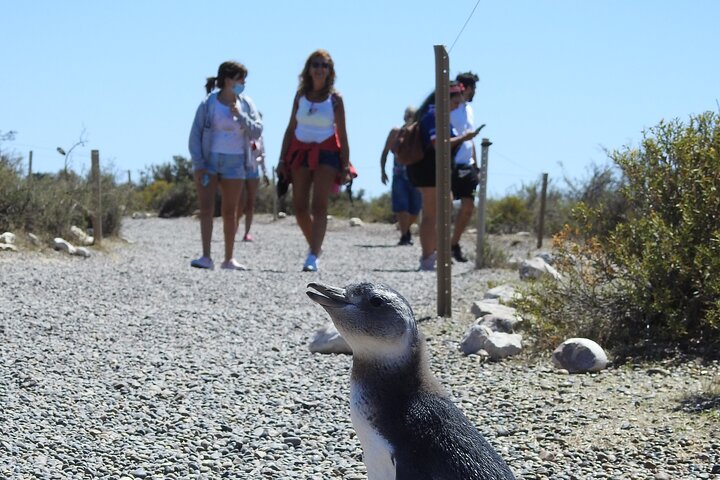 Punta Tombo by Special Bus for Cruise Passengers - Image 4