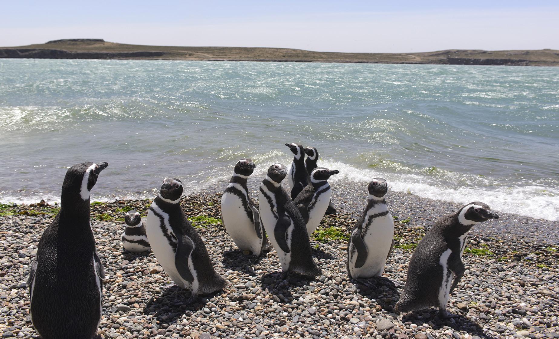 Punta Tombo Penguin Rookery - Image 1