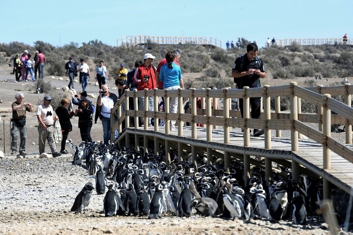 Punta Tombo Rookery Shore Excursions - Image 4