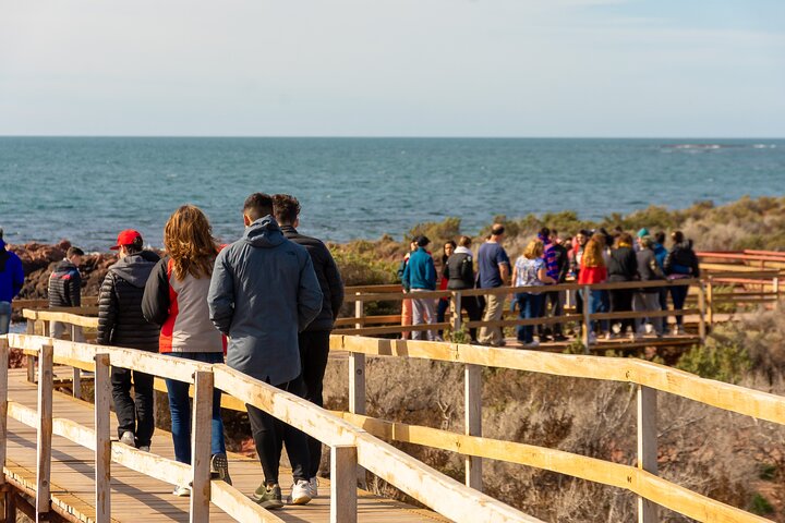 Punta Tombo Rookery Shore Excursions - Image 5