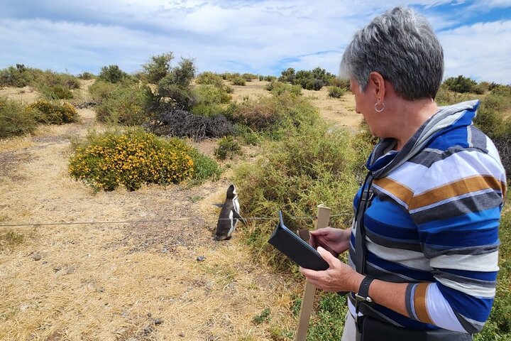 Punta Tombo Shore Tour at Argentina - Image 3