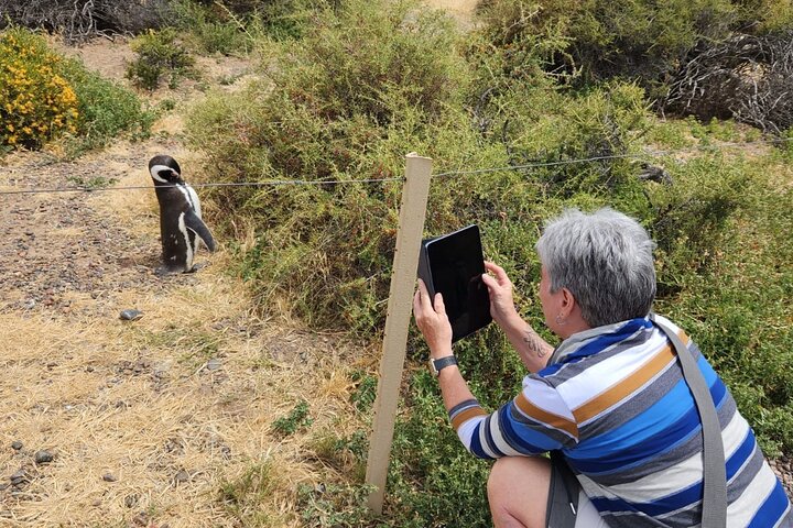 Punta Tombo Shore Tour at Argentina - Image 1