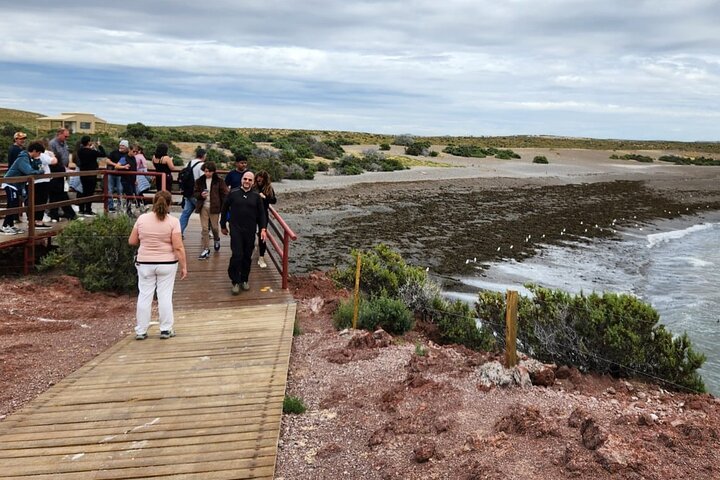 Punta Tombo Shore Tour at Argentina - Image 5
