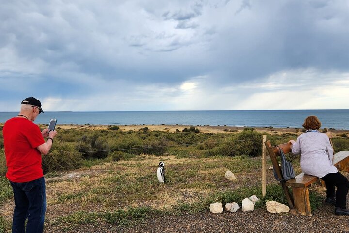Punta Tombo Shore Tour at Argentina - Image 2