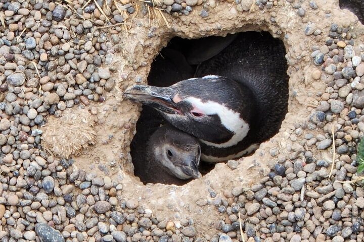 Punta Tombo Shore Tour at Argentina - Image 4