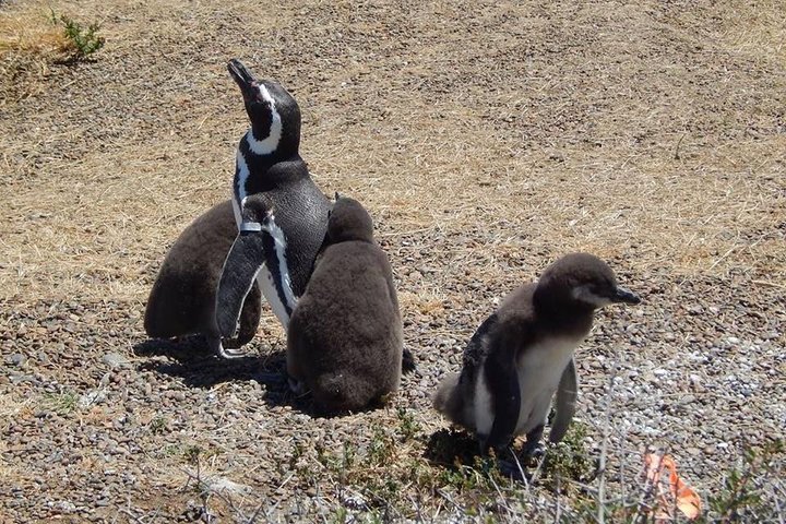 Punta Tombo Tour, the Penguin Experience - Image 3