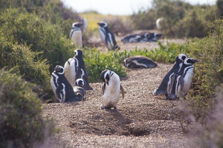 Punta Tombo Tour, the Penguin Experience - Image 1
