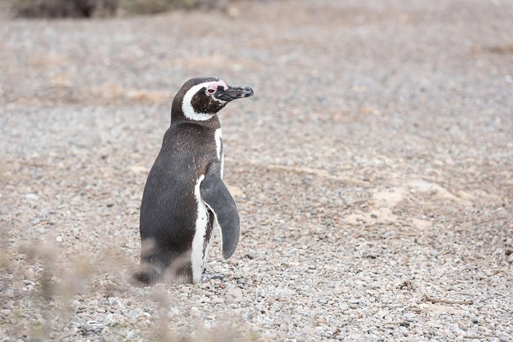 Punta Tombo Tour, the Penguin Experience - Image 2