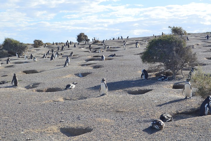 Punta Tombo Tour, the Penguin Experience - Image 5
