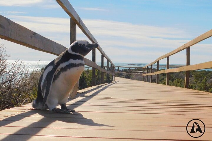 Punta Tombo with Puerto Madryn Shore Excursions Tours - Image 3
