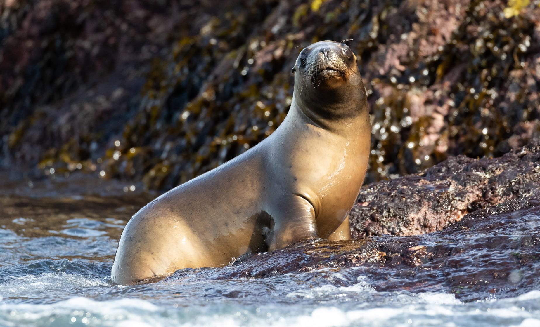 Sea Lions of Punta Loma - Image 1