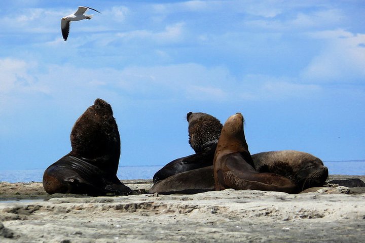 Shore Excursion Peninsula Valdes Discovering The Sea Lions Reserve - Image 2