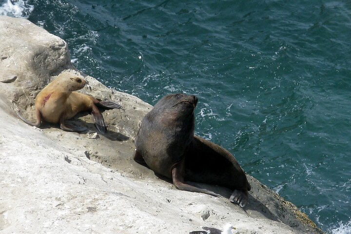 Shore Excursion Peninsula Valdes Discovering The Sea Lions Reserve - Image 1