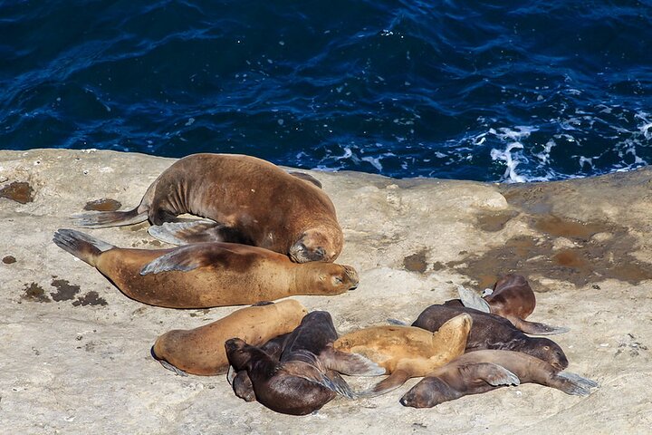 Shore Excursion Peninsula Valdes Discovering The Sea Lions Reserve - Image 5