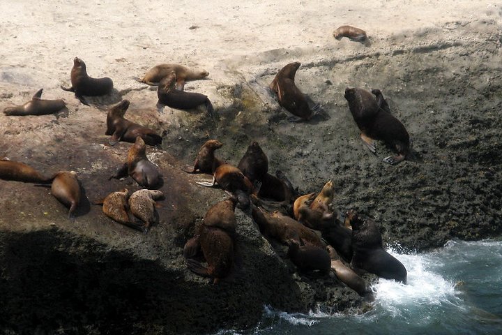 Shore Excursion Peninsula Valdes Discovering The Sea Lions Reserve - Image 3