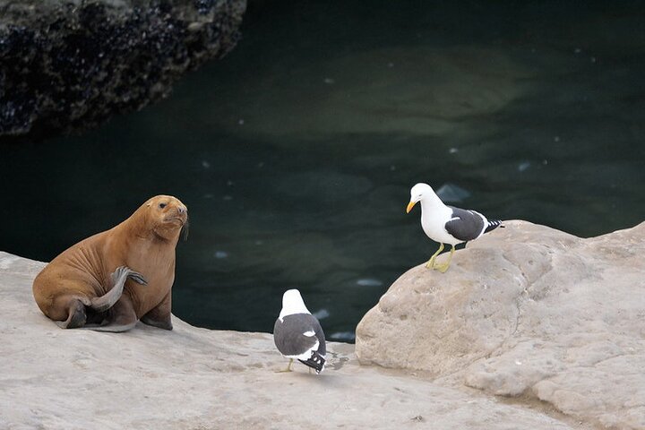 Shore Excursion Peninsula Valdes Discovering The Sea Lions Reserve - Image 4