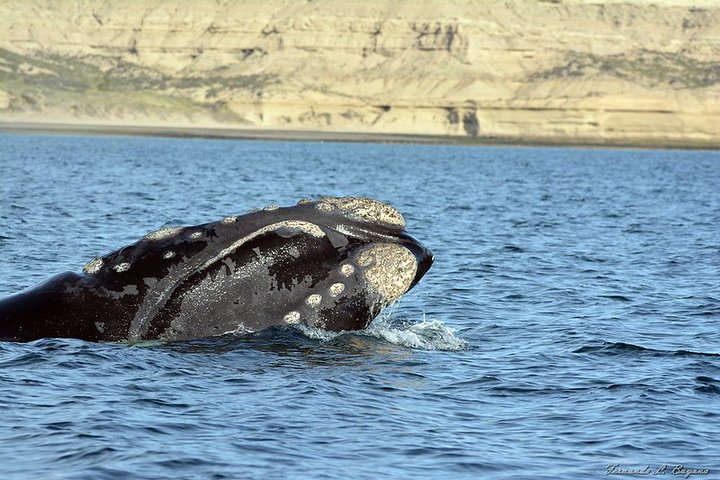 Shore Excursion Piramides Port & Sailing in Puerto Madryn - Image 2