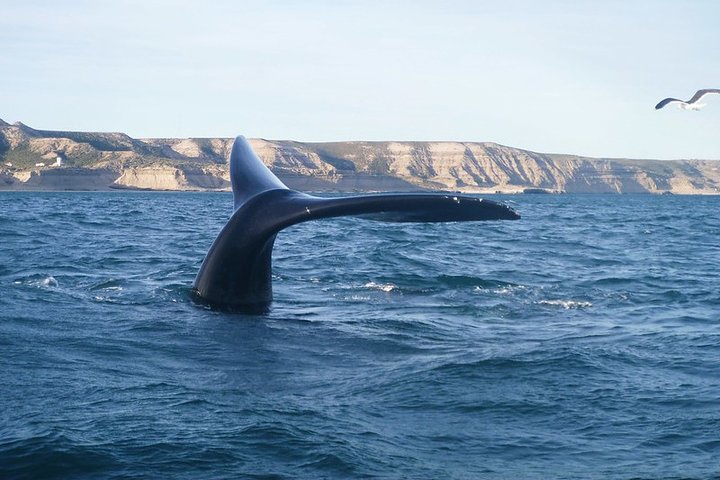 Shore Excursion Piramides Port & Sailing in Puerto Madryn - Image 3