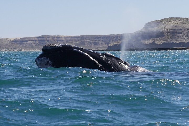 Shore Excursion Piramides Port & Sailing in Puerto Madryn - Image 1