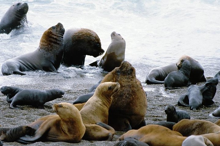 Shore Excursion: Private Day Trip to Peninsula Valdes from Puerto Madryn - Image 1