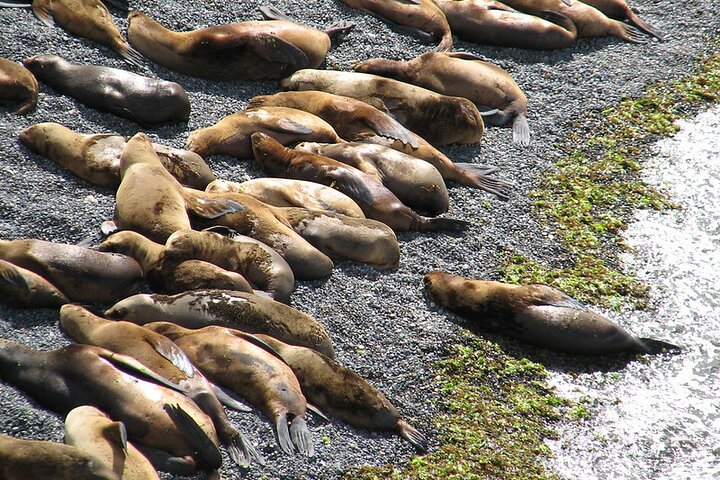 Shore Excursion Punta Loma Sea Lions Reserve Including Puerto Madryn City Tour - Image 5