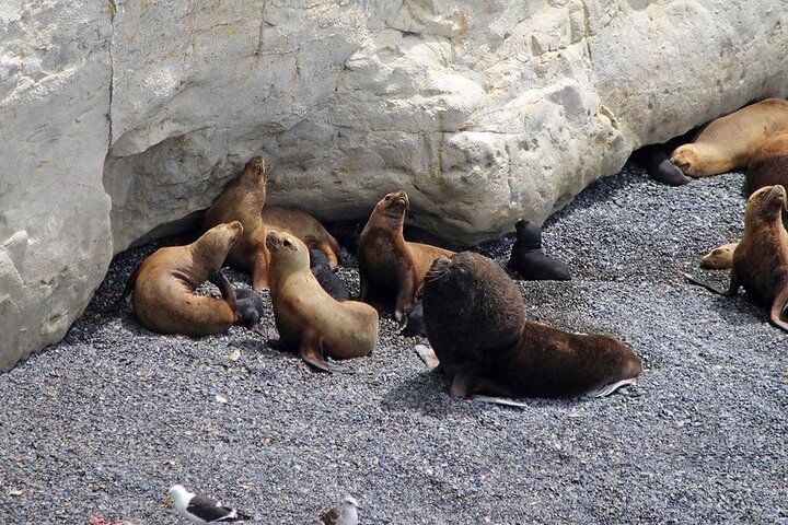 Shore Excursion Punta Loma Sea Lions Reserve Including Puerto Madryn City Tour - Image 1