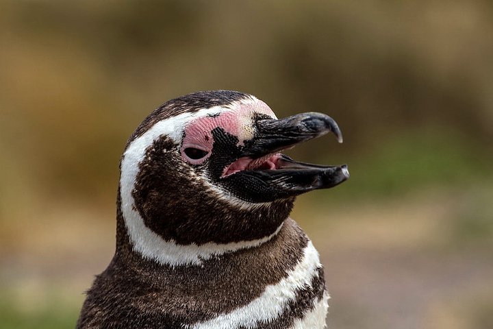 Shore Excursion Punta Tombo Penguin Reserve From Puerto Madryn - Image 4