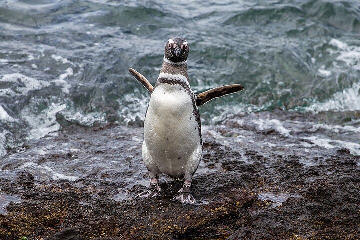 Shore Excursion Punta Tombo Penguin Reserve From Puerto Madryn - Image 2