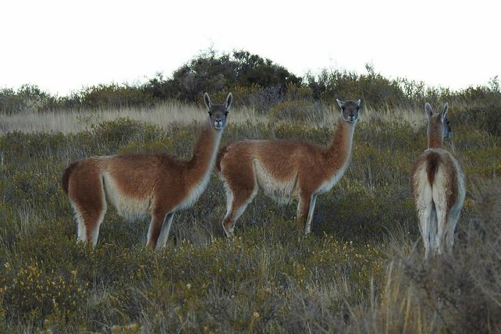SIB Cruise Shore Excursion Peninsula Valdes - Pto Madryn - Patagonia Argentina - Image 3