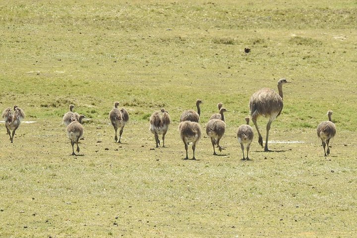 SIB Cruise Shore Excursion Peninsula Valdes - Pto Madryn - Patagonia Argentina - Image 5