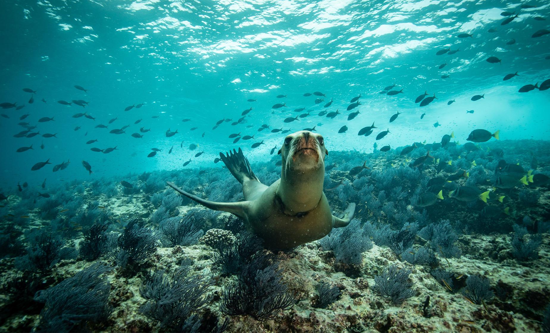 Snorkeling with Sea Lions - Image 1