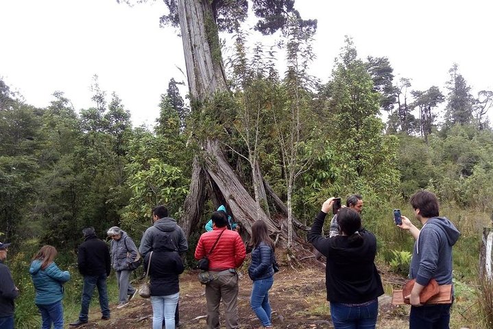 Austral / Hornopiren Road Tour - Image 2